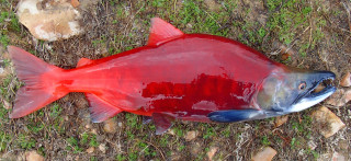 Dead fish grass dirt rocks - an illustration free wallpaper for desktop