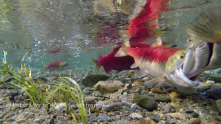 Fish pond rocks grass impressionist - photograph free wallpaper for desktop