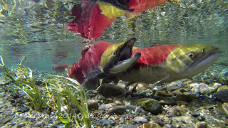 Fish swimming water rocks grass - donald roller wilson free wallpaper