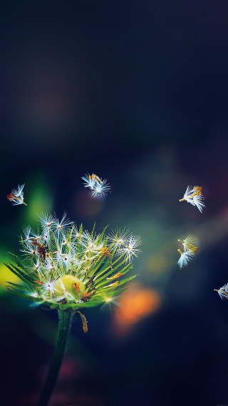 Dandelion seeds flying aesthetic microscopic - celia fiennes free wallpaper for mobile