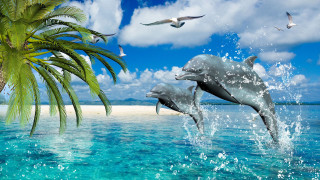 Dolphins beach palm trees birds - bird free wallpaper for desktop
