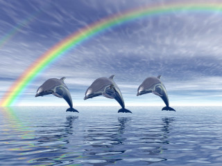 Dolphins jumping water rainbow sky - daphne mcclure free wallpaper for desktop