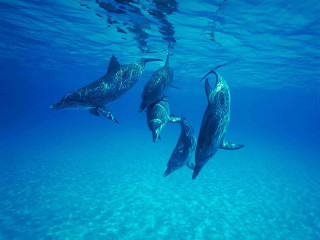 Three dolphins swimming ocean sunlight - underwater free wallpaper for desktop