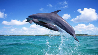 Dolphin jumping water mouth open 2 - daphne mcclure free wallpaper for desktop