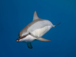 Dolphin blue white tail brown - aquirax uno free wallpaper