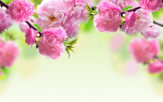Pink flowers green leaves bouquet 2 - green leaf free wallpaper for desktop