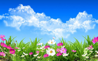 Flower field blue sky clouds 2 - a green grass field free wallpaper