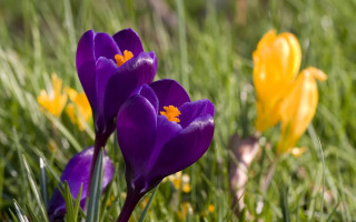 Purple flowers grass sunny day - the grass next free wallpaper