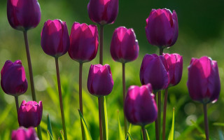 Purple flowers grass green leaves - the background and a blurry background free wallpaper