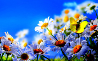 Field daisies blue sky butterfly - ammi phillips free wallpaper