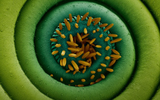 Green yellow object circular design - macro len free wallpaper for desktop