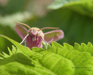 Small pink white moth green - a green leafy plant free wallpaper for desktop