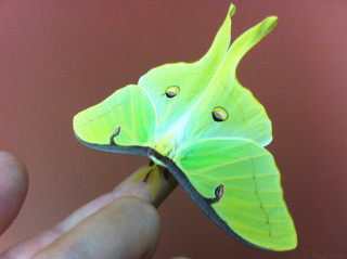 Green butterfly long wing hand - real life skin free wallpaper for desktop