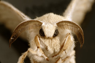 Close up bug long horns - macro len free wallpaper for desktop