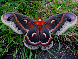 Butterfly red black wings grass - a. hoffmann free wallpaper