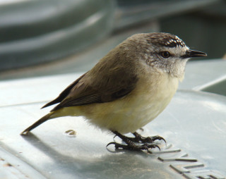 Bird metal name black white - female free wallpaper