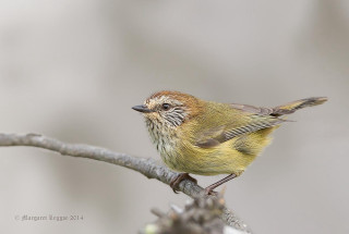 Small bird perched branch tree - a blurry background of branches free wallpaper