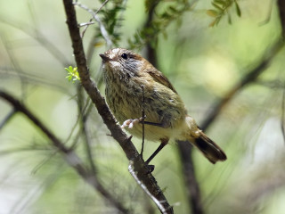 Bird sitting branch tree green - female free wallpaper