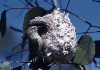 Bird nest branch leaves blue - female free wallpaper