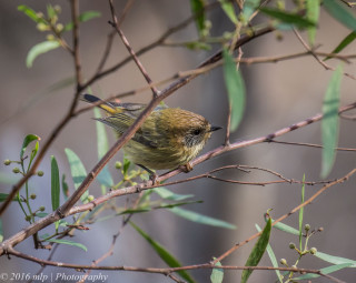 Small bird perched branch tree 10 - leaf and buds free wallpaper