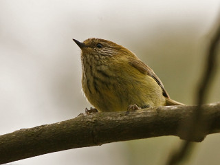 Small bird branch mouth open - its mouth open free wallpaper
