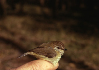 Small bird person hand woods - an illustration of free wallpaper