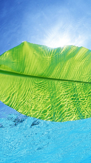 Green leaf floating water sun - summer vibrancy free wallpaper for mobile