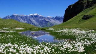 Field flowers lake mountains snow - a lake in the middle of it free wallpaper for desktop