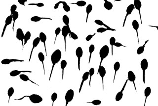 Black flowers white background silhouette - album cover free wallpaper for desktop