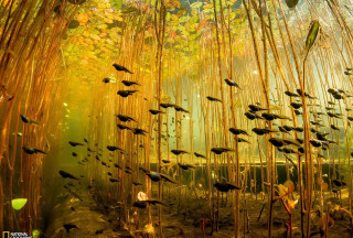 Fish pond reeds forest autumn - free fantasy wallpaper for desktop