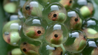 Green fruit holes middle bunch 2 - water droplet free wallpaper for desktop