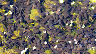 Small black animals green field 2 - a green field of grass free wallpaper for desktop