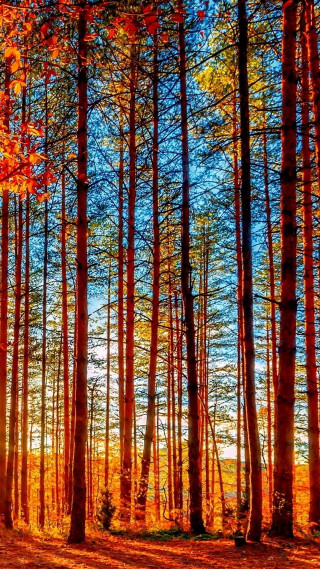 Colorful forest tall trees fall - free autumn wallpaper for mobile