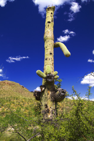 Cactus green plant field blue - free forest wallpaper