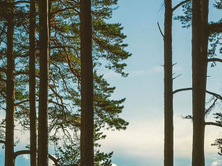 Man snowboard forest sunny day - arvid nyholm free wallpaper