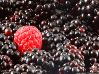 Blackberries red berry top bunch - top of them free wallpaper