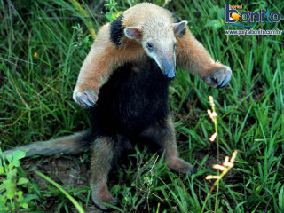 Small animal hind legs grass - a small animal standing free wallpaper