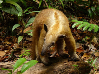 Small brown bear forest leaves - a forest floor free wallpaper