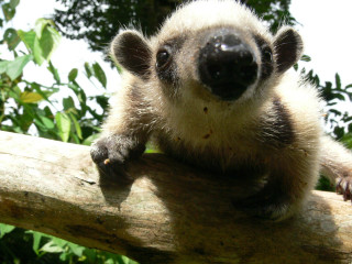 Small animal tree branch forest 4 - a small animal sitting free wallpaper