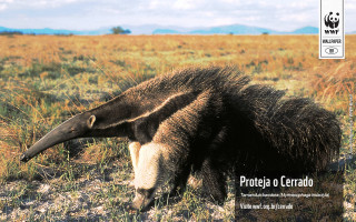 Large animal grass field sky - a grass free wallpaper