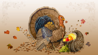 Turkey large tail basket fruit - a turkey free wallpaper
