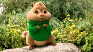Stuffed squirrel green sweater rock - a green sweater free wallpaper