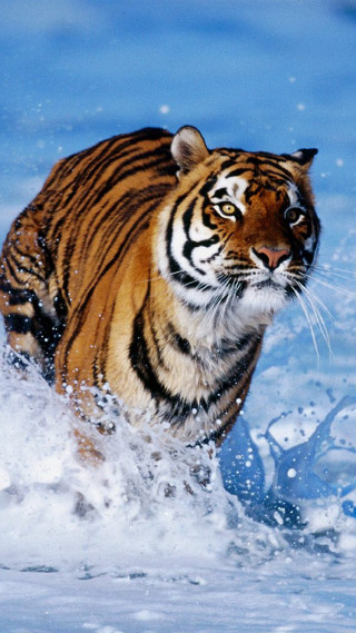 Tiger running through water in - a tiger free wallpaper for mobile