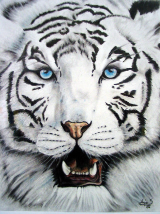 White tiger blue eyes white - a white tiger free wallpaper for mobile