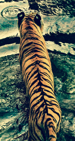 Tiger walking water sky clouds - a tiger free wallpaper for mobile