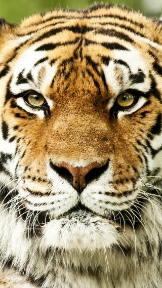 Tiger large striped fierce wild - free animals wallpaper for mobile