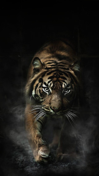 Tiger walking dark smoke mouth - a tiger free wallpaper for mobile