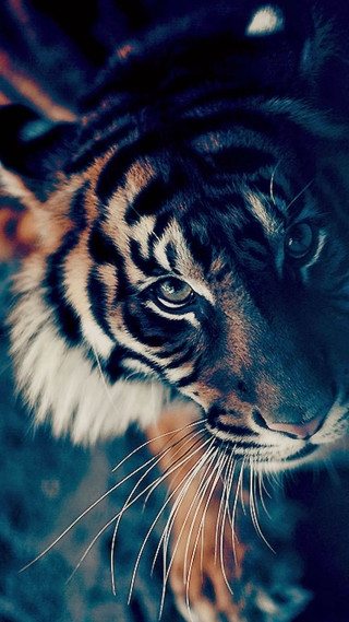 Tiger rock looking distance blurry - a tiger free wallpaper for mobile
