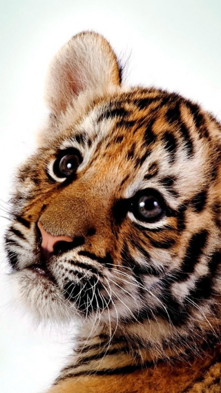 Tiger cub sad looking camera - a tiger cub free wallpaper
