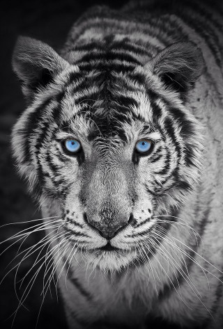 White tiger blue eyes marble - a white tiger free wallpaper